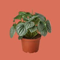 Potted plant with round green leaves on a terracotta background by House of Agave.