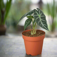 Alocasia amazonica 'Bambino'