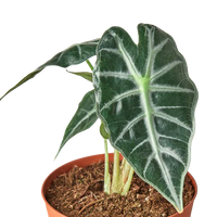 Alocasia amazonica 'Bambino'