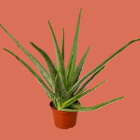 Potted aloe vera plant on a terracottra background from House of Agave.