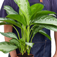 Person holding a potted plant wearing an apron from House of Agave.