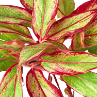 Aglaonema ‘Red Siam’