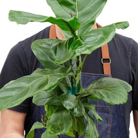 Person holding a potted fiddle leaf fig plant with a plain background from House of Agave.