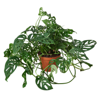 Monstera Adansonii 'Swiss Cheese'