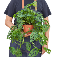 Monstera Adansonii 'Swiss Cheese'