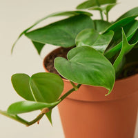 Green potted plant with heart-shaped leaves on a neutral background by House of Agave.