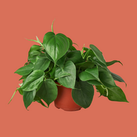Potted green plant on a terracotta background by House of Agave.