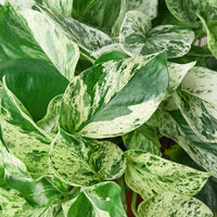 Close-up of a variegated green and white pothos plant from House of Agave.
