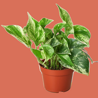 Potted plant with green leaves on a terracotta background from House of Agave.