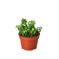 Succulent Monthly Subscription Box