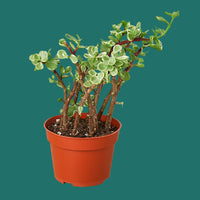Potted plant with green leaves in a red pot on a green background from House of Agave.