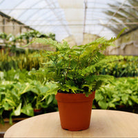 Potted fern plant on a table in a greenhouse setting