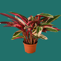 Potted plant with red and green leaves on a white background