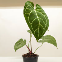 Potted plant with large green leaves on a white background from House of Agave.