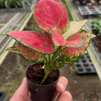 Hand holding a small potted plant with pink and green leaves in a greenhouse setting.