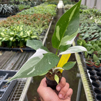 Hand holding a potted plant with a greenhouse filled with various plants in the background from House of Agave.