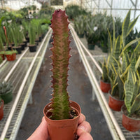Potted cactus held in front of a greenhouse with other plants.