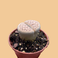 Small potted succulent held in a hand against a peach background by House of Agave.