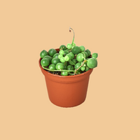 Potted plant with green succulents on a peach background by House of Agave.
