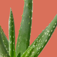 Close-up of green aloe vera plant leaves on a white background