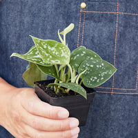 Person holding a small potted plant with a denim apron by House of Agave.