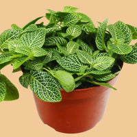 Potted plant with green leaves on a peach background at House of Agave.