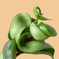 Close-up of a green leafy plant on a white background