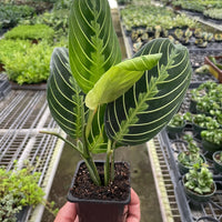 Maranta leuconeura 'Lemon Lime'