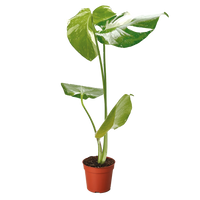 Monstera 'Thai Constellation'
