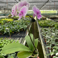 Phalaenopsis 'Light Pink Orchid'