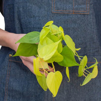 Person holding a green leafy plant against a plain background from House of Agave.