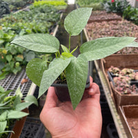 Hand holding a small potted plant in a greenhouse setting from House of Agave.