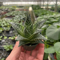 Hand holding a small succulent plant in a greenhouse setting from House of Agave.
