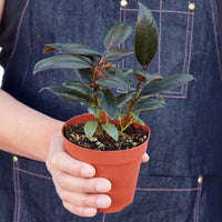 Person holding a potted plant with a blue apron from House of Agave.