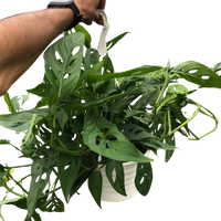 Monstera Adansonii 'Swiss Cheese'