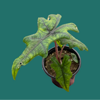 Hand holding a potted plant with large green leaves on a green background by House of Agave.