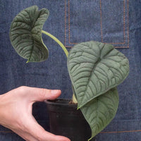 Person wearing a denim apron holding a potted plant from House of Agave.