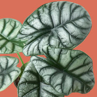 Close-up of green leaves with a green background from House of agave.