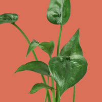 Close-up of green leaves on a terracotta background from House of Agave.