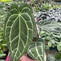 Hand holding a large green leaf with white veins in a greenhouse setting from House of Agave.