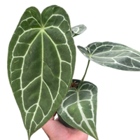 Hand holding a potted plant with green leaves and white veins against a white background by House of Agave.