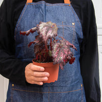 Begonia 'Rex' Variety Bundle -4 Pack