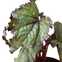 Begonia 'Rex' Variety Bundle -4 Pack