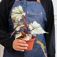 Begonia 'Rex' Variety Bundle -4 Pack