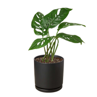 Monstera Adansonii 'Swiss Cheese'