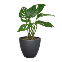 Monstera Adansonii 'Swiss Cheese'