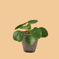 Potted plant with round green leaves on a white background