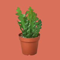 Potted cactus plant on a solid background