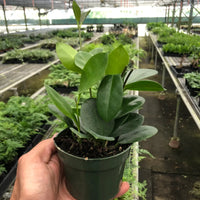 Hand holding a potted plant in a greenhouse setting from House of Agave.