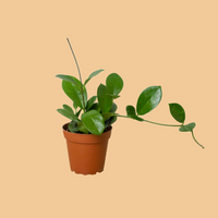 Potted plant with green leaves on a peach background from House of Agave.